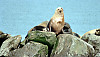 northern sea lion, steller sea lion